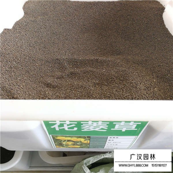 花菱草種子那里(圖1)