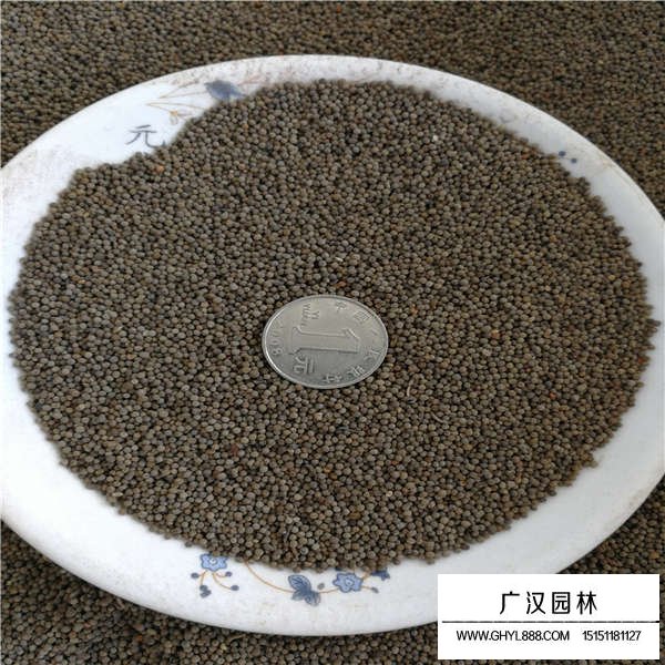 花菱草種子那里(圖2)