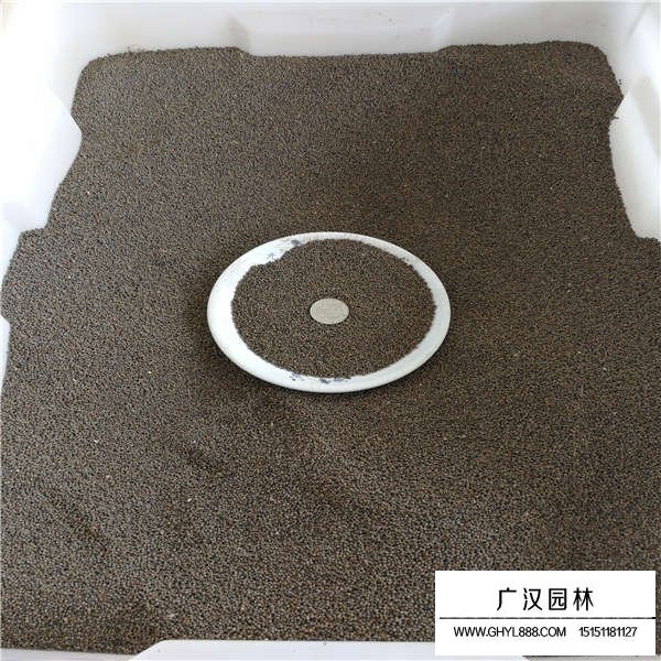 花菱草種子那里(圖3)