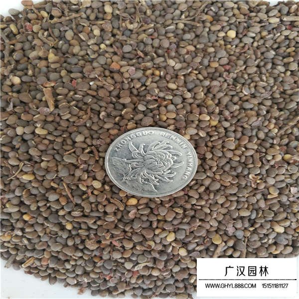 火炬樹(shù)有沒(méi)有種子(圖2)