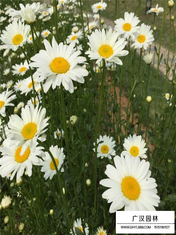 白晶菊產地在哪里(圖2)