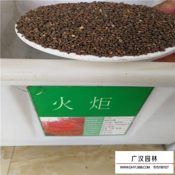 火炬種子產(chǎn)地在哪里(圖1)