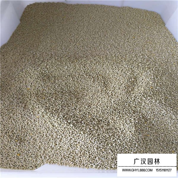 白三葉種子多少錢(qián)一斤(圖3)