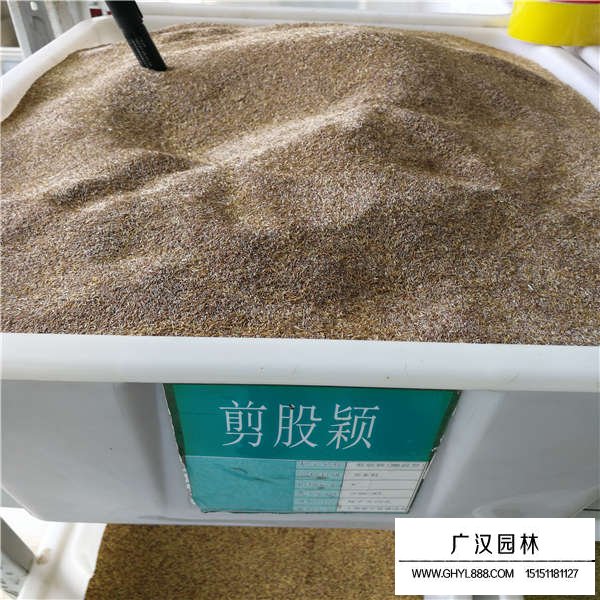 剪股穎種子多少錢一斤(圖1)