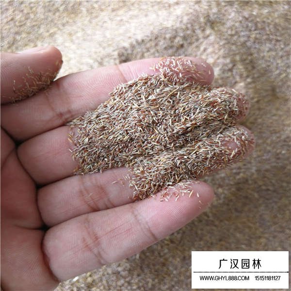 剪股穎種子價格是多少(圖2)