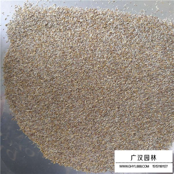 剪股穎種子價格是多少(圖3)