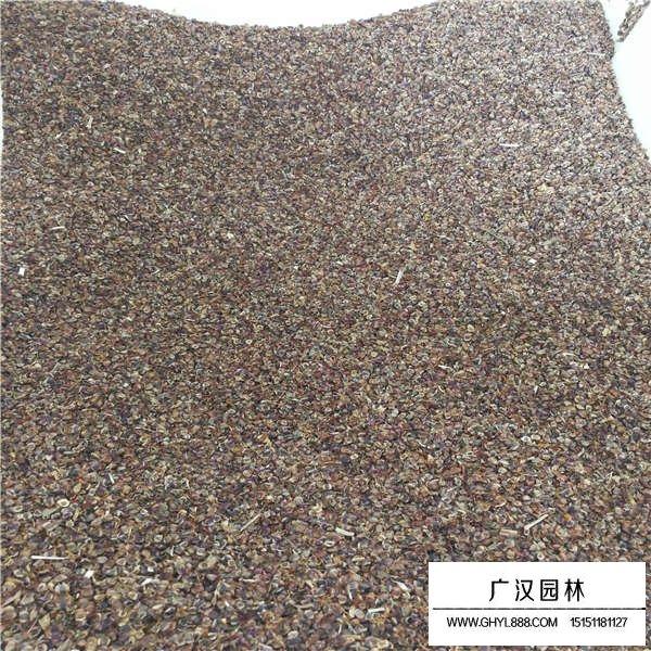 金雞菊種子多少錢(qián)一斤(圖3)