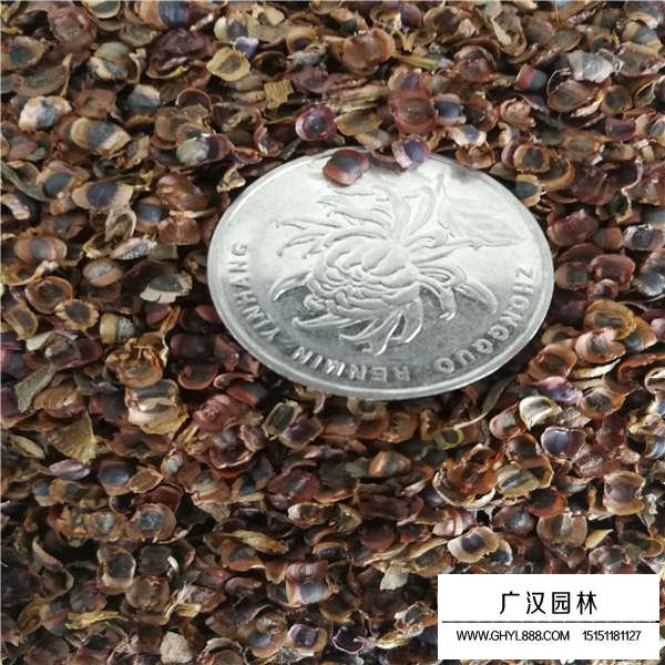 金雞菊種子哪里多(圖2)