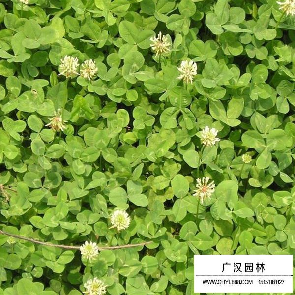 白三葉的最新價(jià)格(圖1)