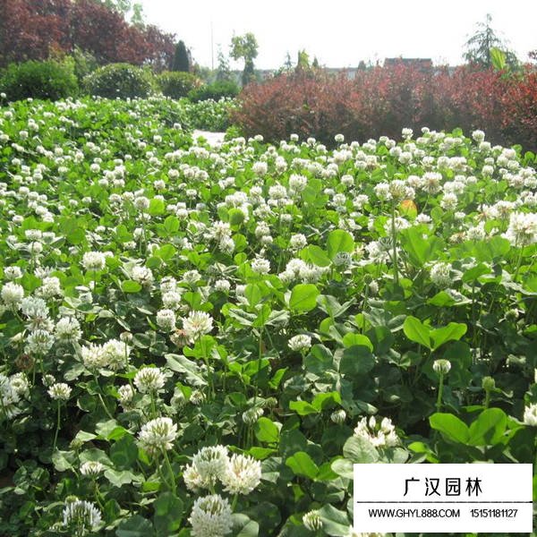 白三葉的最新價(jià)格(圖2)