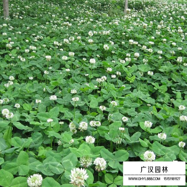 白三葉養(yǎng)護管理(圖3)