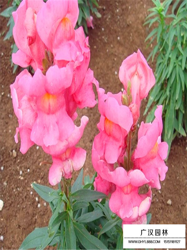 金魚草哪里有賣的(圖1)