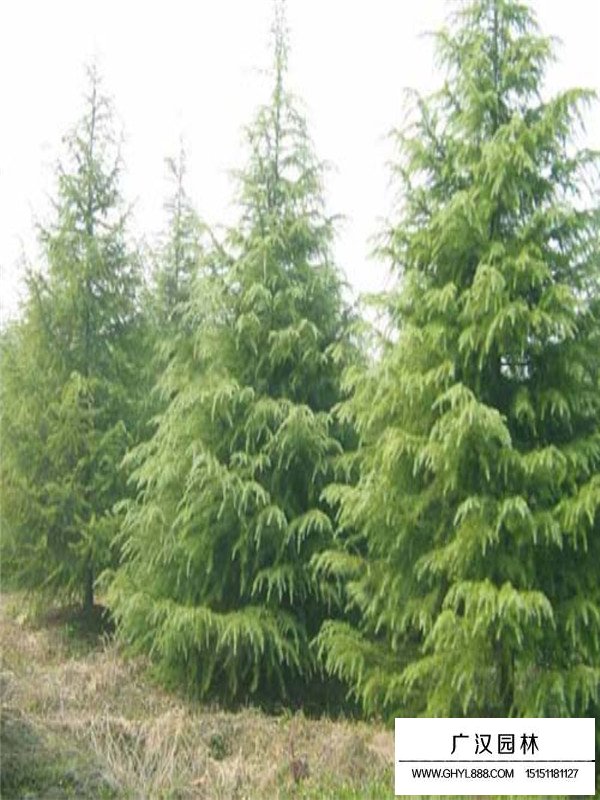 雪松樹基地(圖2)