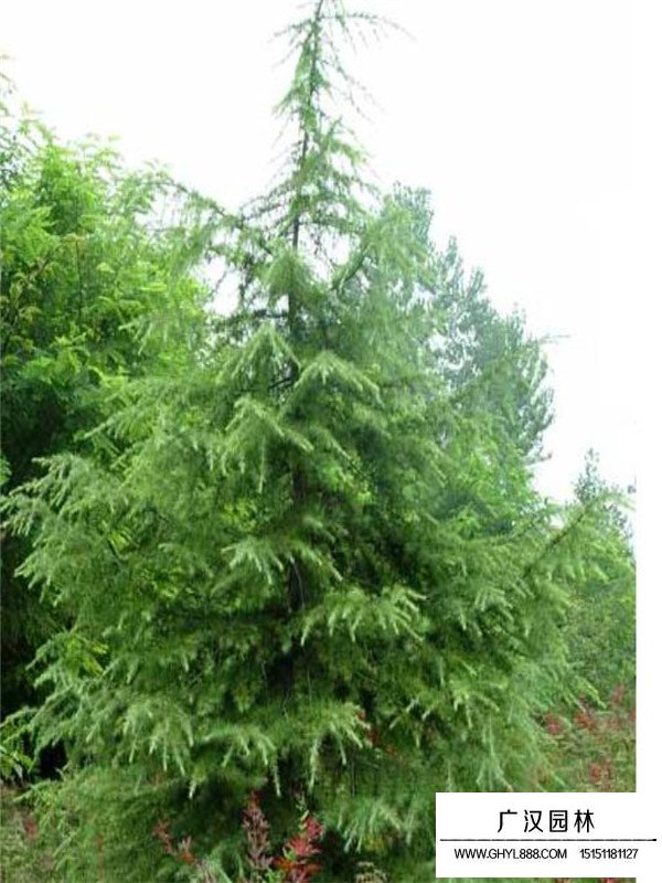 雪松樹基地(圖3)