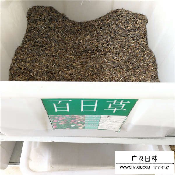 百日草種子多少錢一斤(圖1)