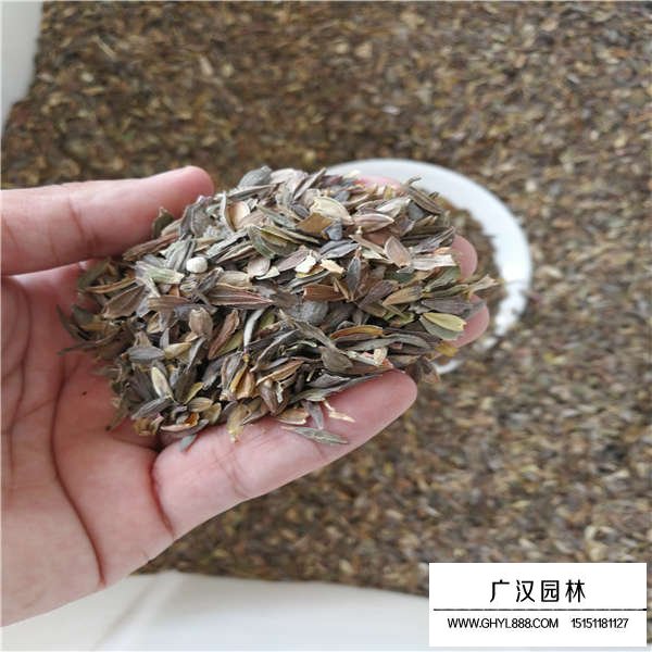 百日草種子多少錢一斤(圖4)