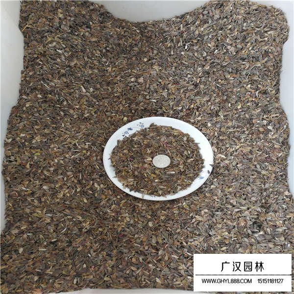 百日草種子哪里有(圖3)