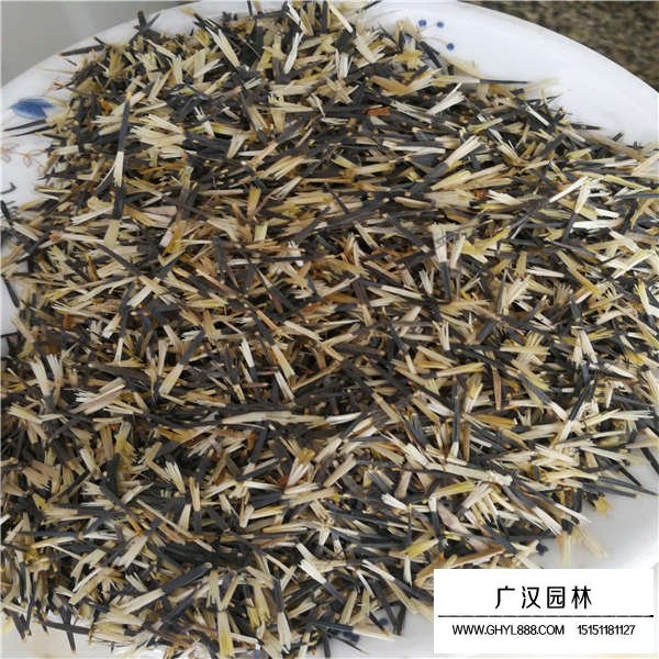 孔雀草種子貴嗎(圖2)