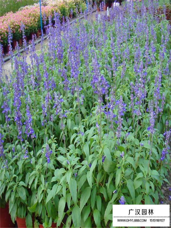 蘭花鼠尾草的起源地(圖2)