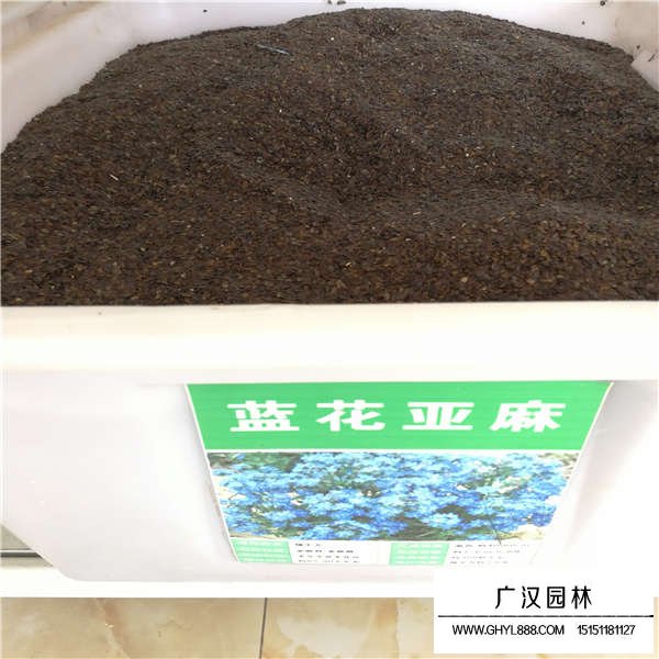 蘭花亞麻種子價格貴嗎(圖1)