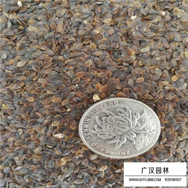 蘭花亞麻種子價格貴嗎(圖2)