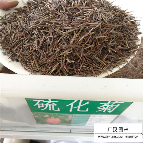 硫化菊種子多少錢(qián)一斤(圖1)