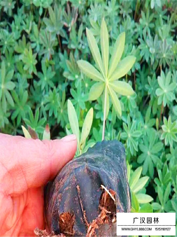 魯冰花產(chǎn)地在哪里(圖2)