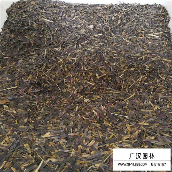 板藍(lán)根種子產(chǎn)地在哪里(圖3)