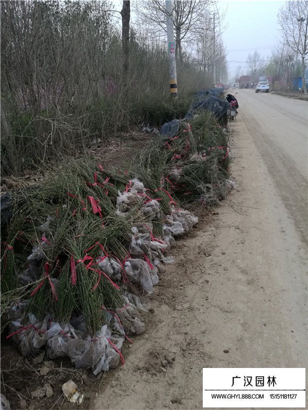 迎春花床苗(圖3)