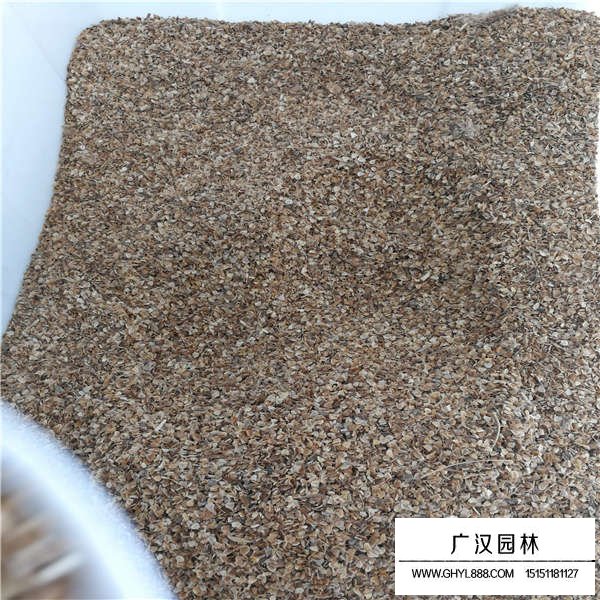 花環(huán)菊種子(圖3)