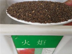 火炬花種子