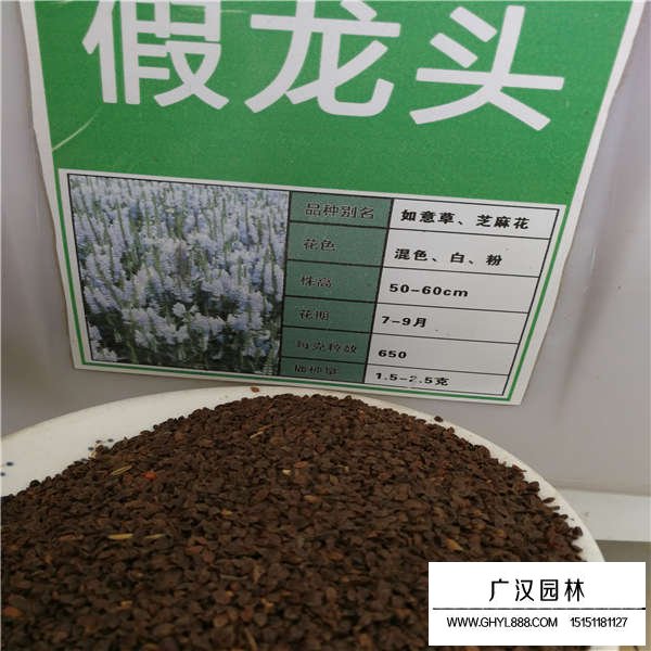 假龍頭種子(圖1)