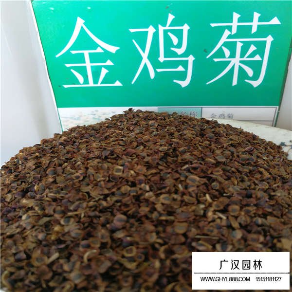 金雞菊種子(圖1)