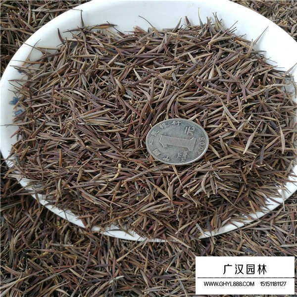 硫化菊種子(圖2)