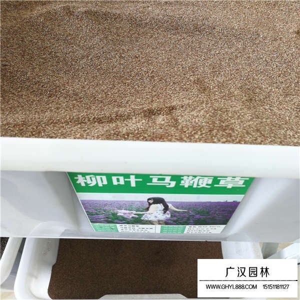 柳葉馬鞭草種子(圖1)