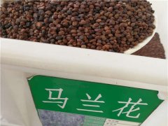 馬蘭花種子