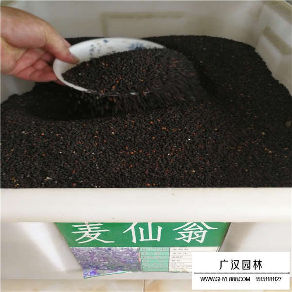 麥仙翁種子(圖1)