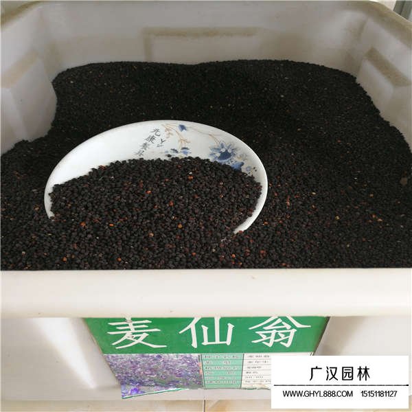 麥仙翁種子(圖2)