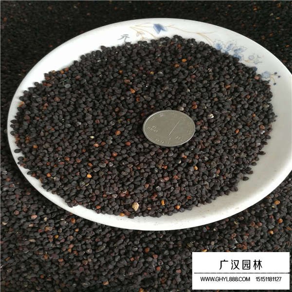 麥仙翁種子(圖3)