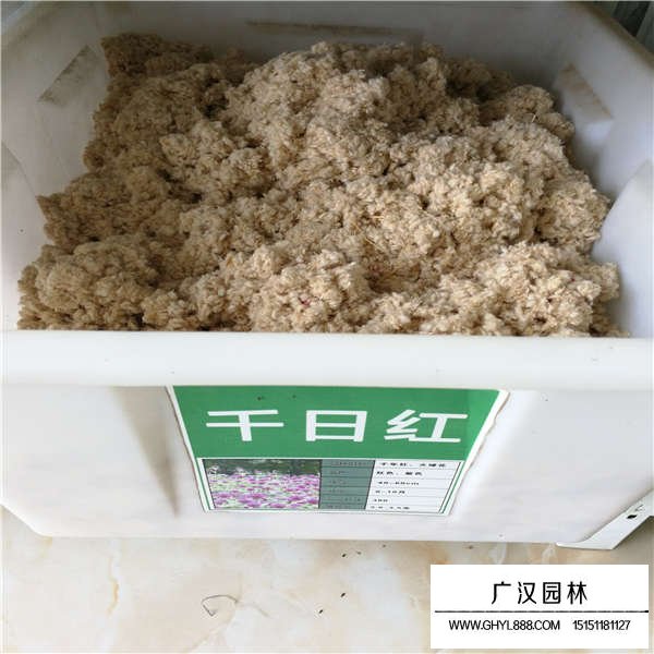 千日紅種子(圖1)