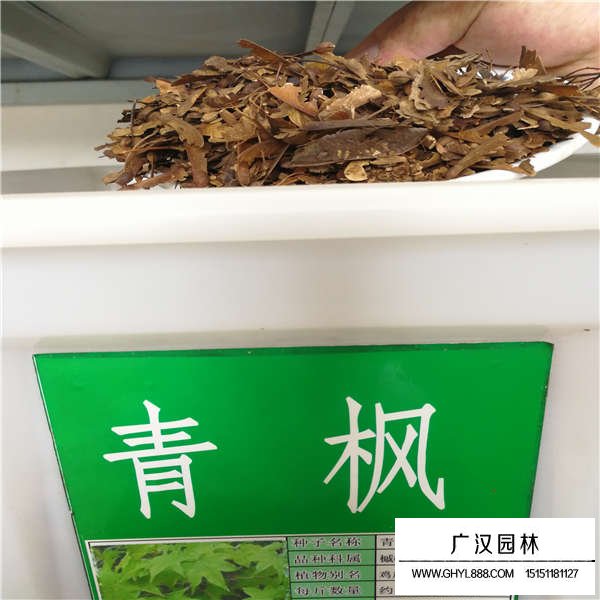 青楓種子(圖1)
