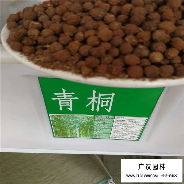 青桐樹種子(圖1)