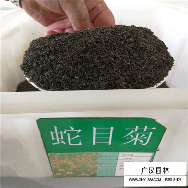 蛇目菊種子(圖1)