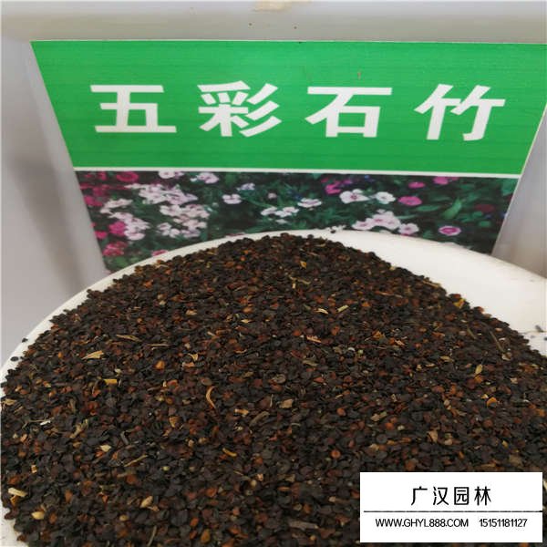 五彩石竹種子(圖1)