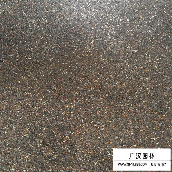 五彩石竹種子(圖2)