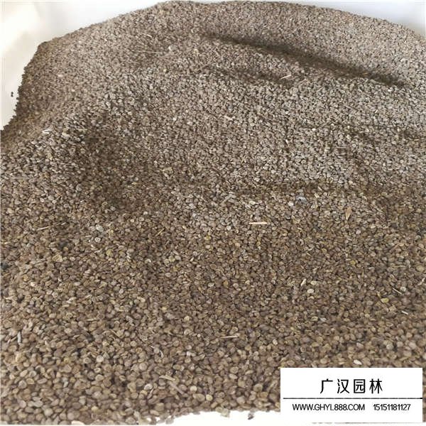 勿忘草種子(圖2)