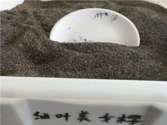 細(xì)葉美女櫻種子