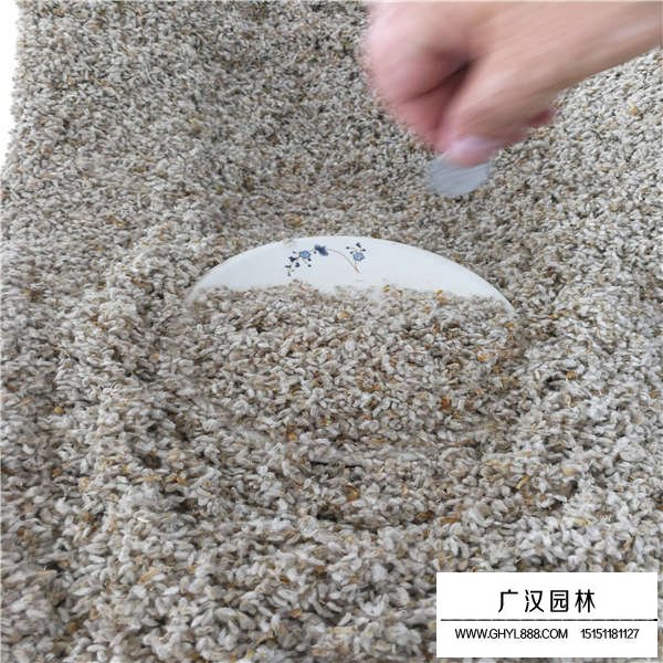 永生菊種子(圖2)