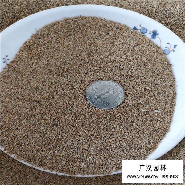 早熟禾種子(圖3)