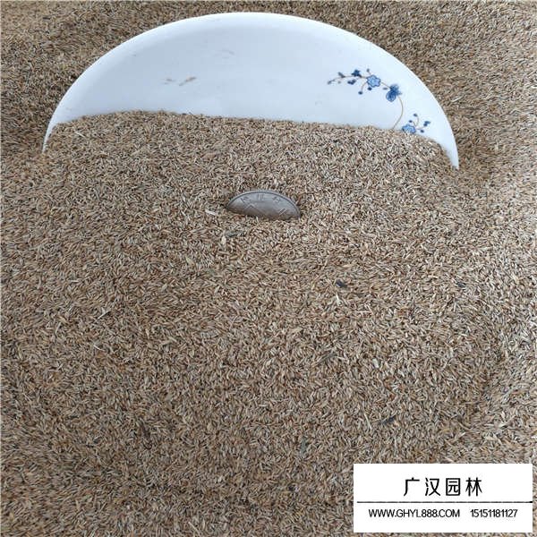 早熟禾種子(圖4)